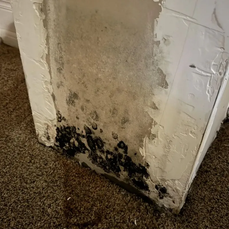 Professional Mold Removal in Grove City, FL